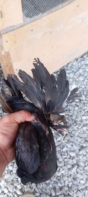 pavlin goyercin satisi: Super iri lələyli tam sağlam erkəy. Lələyləri çoxu stüldü — 5