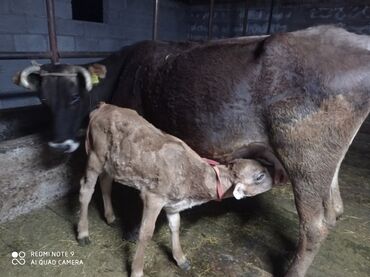 быки в канте: Продаю | Корова (самка) | Для молока