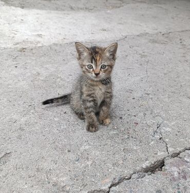 британский кот: Ищем ДОМ для котёночка(девочка)💕 Отдадим 🐱 в добрые и заботливые руки🌸