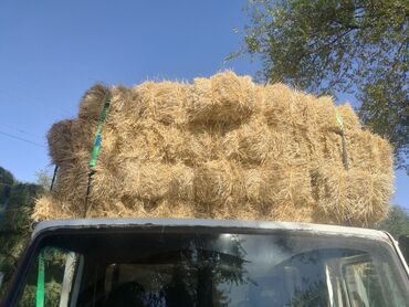 наполнитель для животных: Солома в тюках - Прессованные прямоугольные тюки соломы, аккуратно