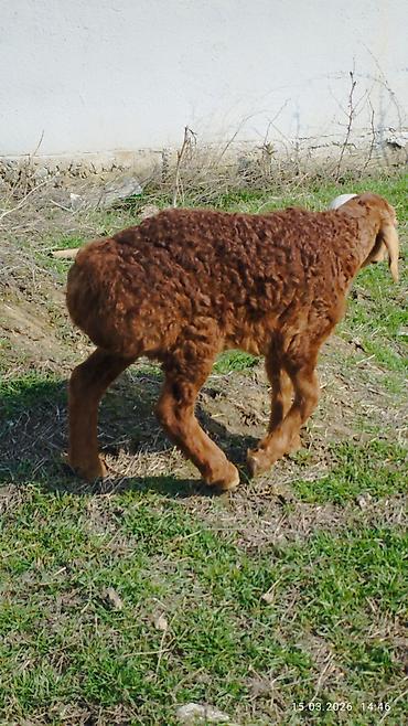 Баран, овца: Продаю | Овца (самка) | Для разведения | Матка — 12