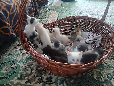 scottish fold: Отдам в добрые ручки — 8