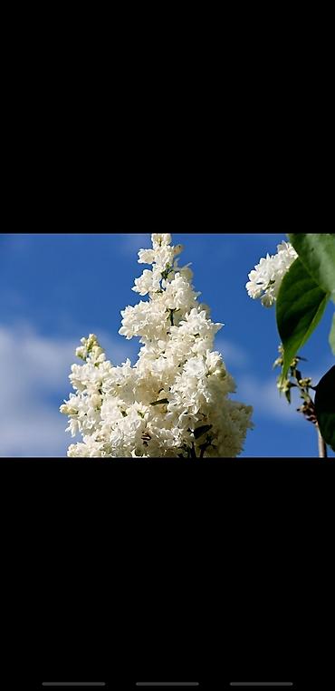 Сирень: Саженцы сирени белые и синие 150-250 сом также есть Сирийские розы — 4