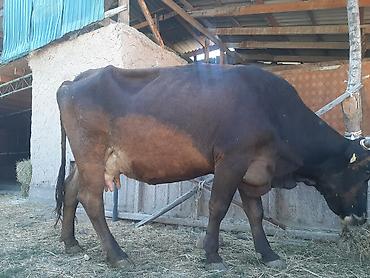 корова щвиц: Продаю | Корова (самка) | Для молока | После отела — 1