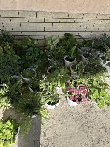 фикус ретуза: Комнатные растения фикус папаратник агланема Бегони итд комнатный