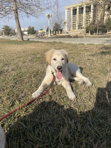 balaca ev itleri: Retriever, 6 ay, Erkek, Sənədli, Ünvandan götürmə