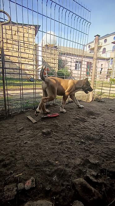 pomeranian satilir: 72 günlük volkadav balaları ata anası iri itlerdi atası 88 xolka temiz — 3