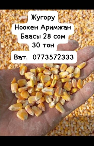 оптом мясо говядина: Кукуруза Оптом