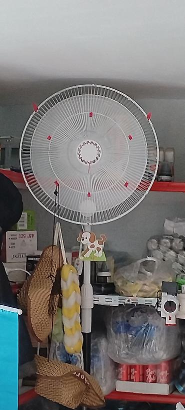 belçika avçarkası: Süretli. Kondis əvəz edir — 1