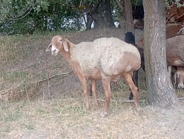 лежанка для животных: Продаются матки, ярочки.тел