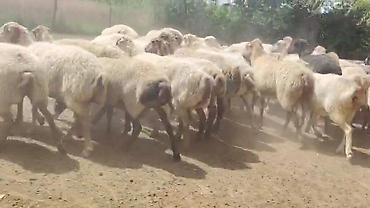 toyuq ucuz qiymete: Dişi, il: 1, Damazlıq, Pulsuz çatdırılma — 8