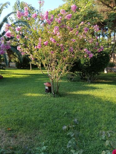 Toxumlar: Qazon catrlma qurasdrma 
tordf
kakavide var topdan sats qiymete — 20