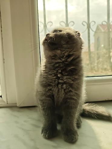 Pişiklər: Britan — 1