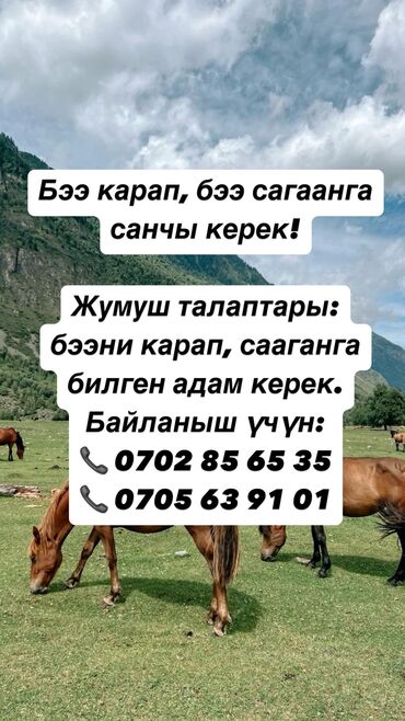 agri hr: Талап кылынат Саанчы, Төлөм Келишим түрдө, Тамактануу