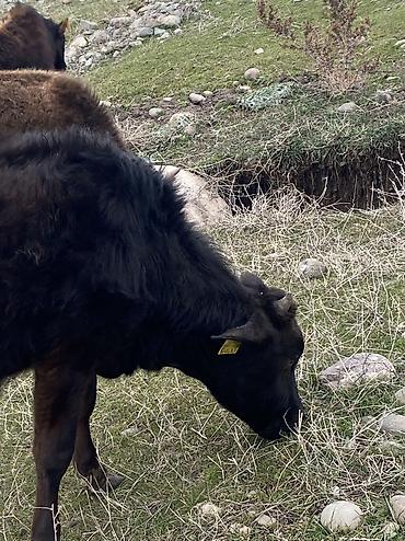 Коровы, быки: Продаю | Бык (самец) | Полукровка | Для разведения — 9