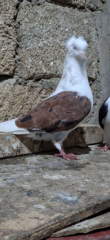 Göyərçinlər: Qoşa əbrəş çəp əbrəş quyruq erkəy qızqın super heyvandı mayasıda qara — 10