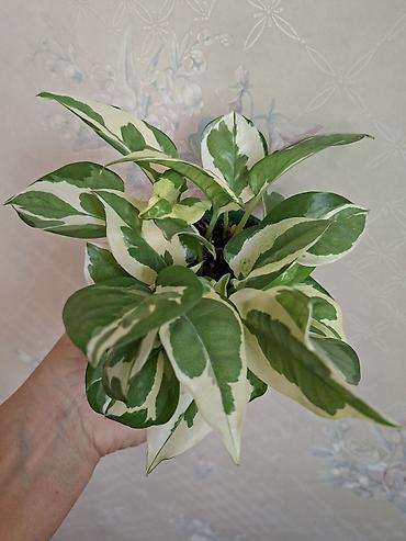 Сингониумы: Коллекция комнатных растений — подборка декоративно-лиственных — 40