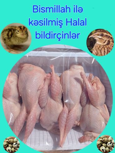 Ət və dəniz məhsulları: Bildirçinlər Tam olaraq Halal yolla kəsilir hazır kəsilib təmizlənmiş