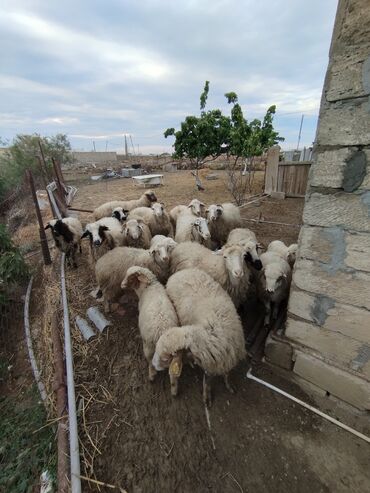 boğaz qoyunlar: Dişi, il: 2, Ətlik, Ünvandan götürmə