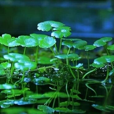 akvarium balıqları: Qidrokotila