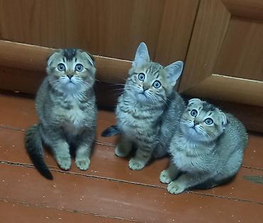 Продажа кошек: Продаются котята шотландской породы чистокровные, мальчик скотиш — 1