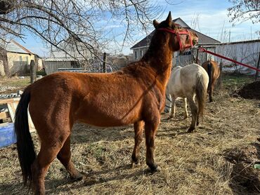 Лошади, кони: Продаю | Кобыла (самка) | Рабочий — 13