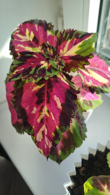 Герани и пеларгонии: Колеус (плектрантус скумариновый) с эффектной вариегатной листвой — 8