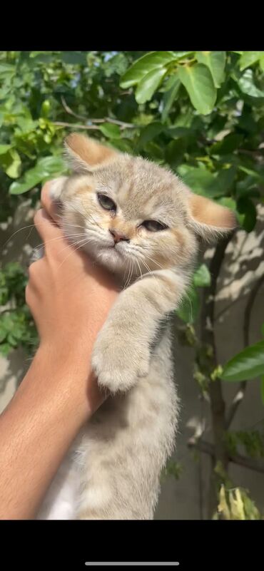 it balası satılır: Tabby şinşilla 2 aylıq dişidir😻🫶🏻 sotland pisiki pisik