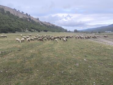 İtlər: Xırda buynuzlu heyvanlar 110 baş 1 baş-300 azn tam ünvan Qusar (R)