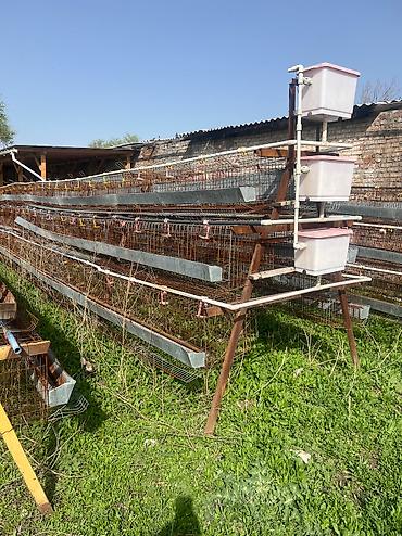 hen: Продам клетки для кур несушек со стойками. 40 комплектов. Цена — 2