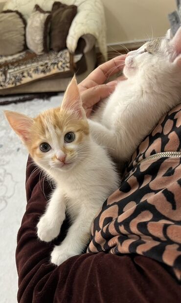 французский бульдог сколько стоит: Кошка даром: Беспородная, 3 месяца, Девочка, Приучена к лотку