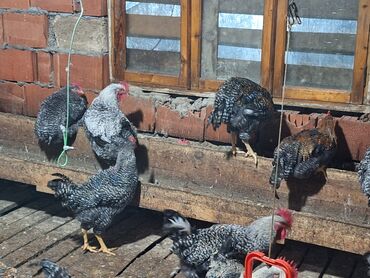 Xoruzlar: Xoruz, il: <1, Ünvandan götürmə — 5