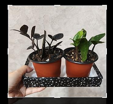 Бөлмө өсүмдүктөрү: Замиокулькас (ZZ plant) в горшках,сорт Зэнзи и сорт Raven (черный) — 3