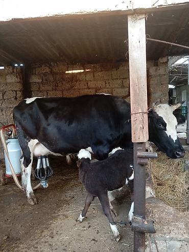 mal bazarı: Birinci qarna dişi buzovla ivanovqa satılır 12 l sud verir unvan bine — 6