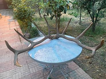 Qırmızı Maral buynuzu 40-50 ilindi