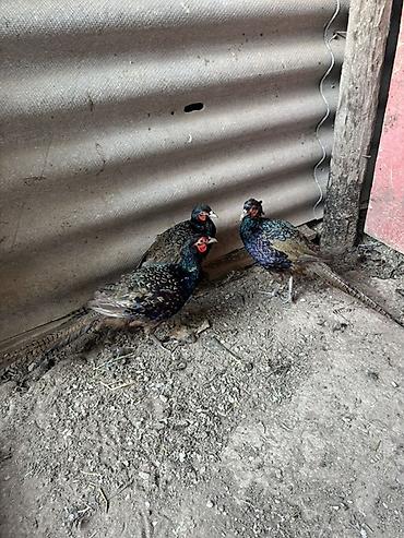 goyercin yemi: Məhsul: Fazan quşları (erkək və dişi) Xüsusiyyətlər: - Növlər — 8