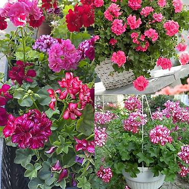 Другие комнатные растения: Пеларгонии сортовые — более 200 сортов в наличии - Ассортимент — 4