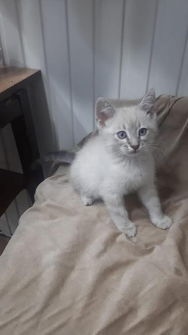 Pişiklər: Britan — 6