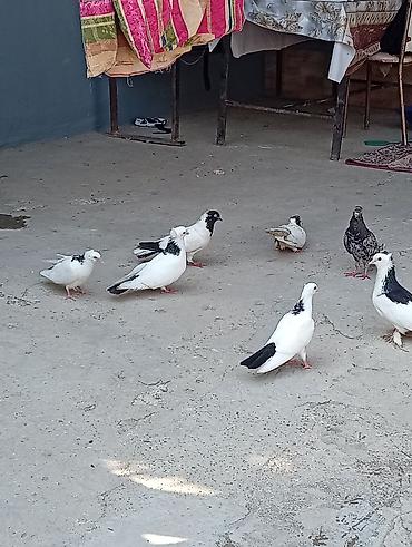 bala quzu: Tam sağlam quşlardi 2 cüt 2 bala 1 tək əbrəş hər iki cütün altında 2 — 3