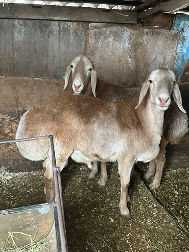 Бараны, овцы: Продаю | Овца (самка), Ягненок, Баран (самец) at lalafo.kg — 2 Бараны, овцы: Продаю | Овца (самка), Ягненок, Баран (самец) — 2