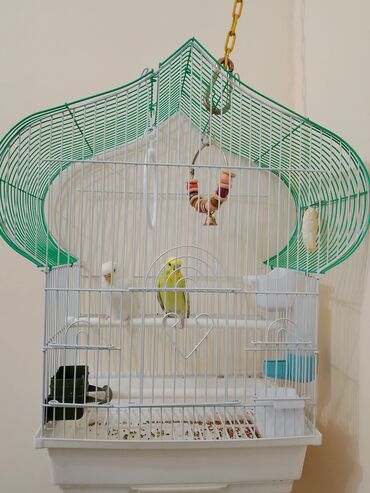 домики для котов: Клетка для волнистых попугаев с комплектом аксессуаров. Особенности