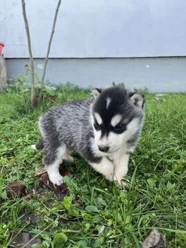 Psi: Sibirsky haski štenci - Leglo prelepih štenaca sibirskog haskija na lalafo.rs — 18 Psi: Sibirsky haski štenci - Leglo prelepih štenaca sibirskog haskija — 18