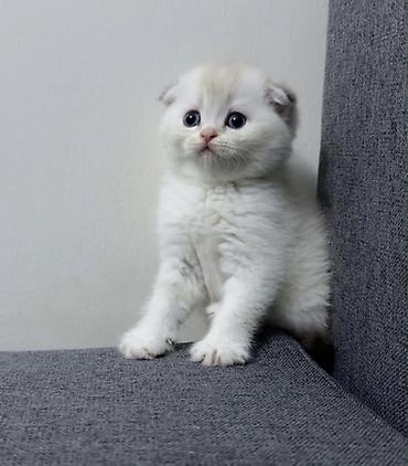 сколько стоят вислоухие котята: Шотландский вислоухий котёнок (Scottish Fold) - Окрас: светлый — 1