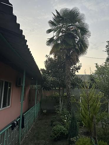 agac tingleri satilir: Dekorativ palma ağacı – həyət/bağ üçün iri ölçülü nümunə — 1