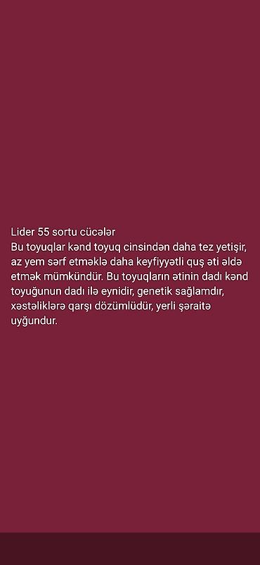ordek yumurtası satışı: Toyuq cücələri, Damazlıq, Ünvandan götürmə, Ödənişli çatdırılma — 7