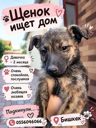 Отдам даром собаку: Собака даром: Дворняжка, 2 месяца, Самка — 1