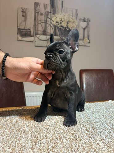 Psi: Odgajivačnica francuskih buldoga “THE BEST EDITION” predstavlja na lalafo.rs — 6 Psi: Odgajivačnica francuskih buldoga “THE BEST EDITION” predstavlja — 6