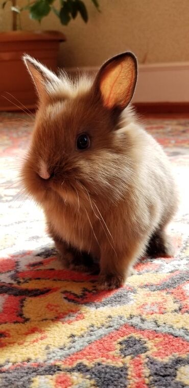 Dovşanlar: 🟠 Ev dovşanı balalarına super endirim kampaniyası. müvəqqəti olaraq 50 — 11