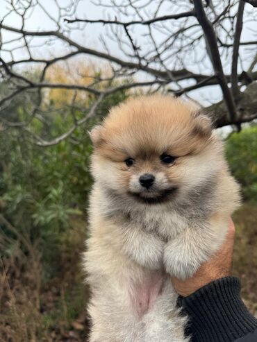 İtlər: Şpitz, 2 ay, Dişi — 6