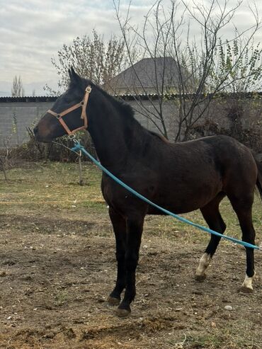 купить рабочую охотничью собаку: Сатам | Бээ (ургаачы) | Аргын | Көбөйтүү үчүн, Ат спорту | Асыл тукумдуу